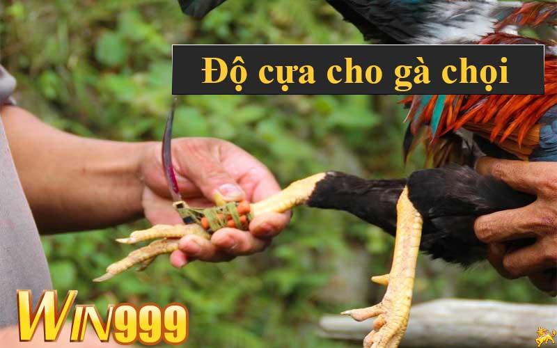 độ cựa cho gà chọi