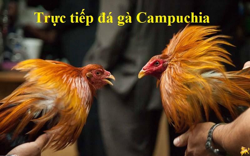 Đá gà Campuchia trực tiếp