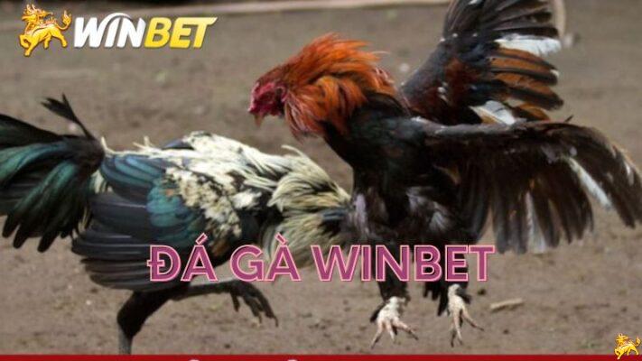 đá gà Winbet